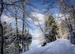 Drzewa i ławka nad rzeką zimową porą