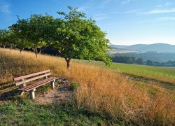 Drzewa i ławka w trawie na wzgórzu
