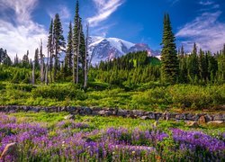 Stany Zjednoczone, Stan Waszyngton, Park Narodowy Mount Rainier, Góry, Drzewa, Łąka, Kwiaty, Łubin