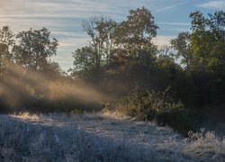 Drzewa i oszroniona trawa o poranku