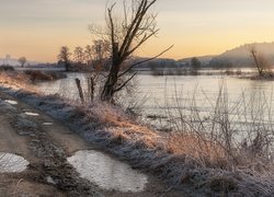 Drzewa i oszroniona trawa przy drodze nad rzeką