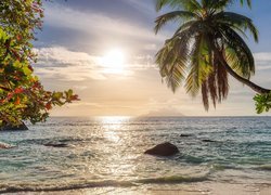 Drzewa i palma na tle wschodu słońca nad morzem