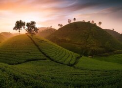 Drzewa i plantacje herbaty na wzgórzach
