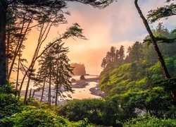 Drzewa i plaża Ruby Beach w Parku Narodowym Olympic