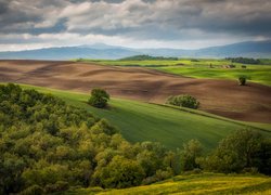 Drzewa i pola na wzgórzach Toskanii