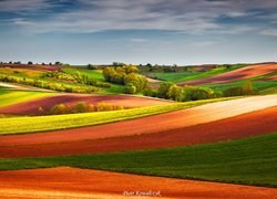 Polska, Niecka Nidziańska, Ponidzie, Pola, Drzewa, Wiosna