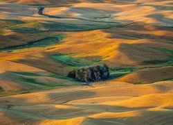 Wzgórza, Drzewa, Pola, Steptoe Butte State Park, Region Palouse, Stan Waszyngton, Stany Zjednoczone