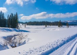 Drzewa i pole zimową porą