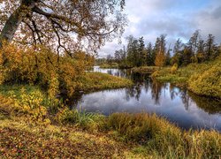 Drzewa i pożółkła trawa nad rzeką