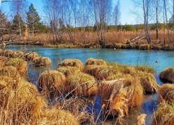 Rzeka, Jesień, Drzewa, Trawa