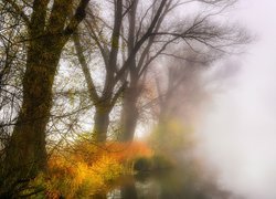 Jesień, Mgła, Drzewa, Trawy, Jezioro