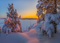 Drzewa i promienie słońca w zimowym krajobrazie