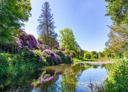 Drzewa i rododendrony nad stawem w słoneczny dzień