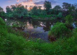 Drzewa i roślinność nad stawem