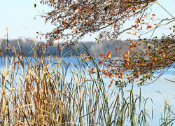 Drzewa i roślinność nad wodą