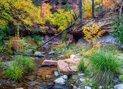 Szlak, West Fork Oak Creek, Rzeka, Skały, Kamienie, Rośliny, Drzewa, Arizona, Stany Zjednoczone