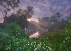 Wschód słońca, Poranek, Drzewa, Rzeka, Trawa, Margerytki