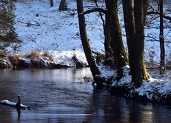 Drzewa i rośliny w śniegu na brzegach rzeki