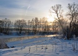 Drzewa i rośliny w śniegu na brzegach rzeki