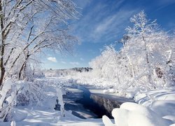 Drzewa i rzeka w zimowym krajobrazie