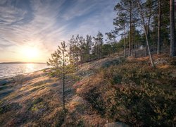 Drzewa i skały na brzegu Jeziora Ładoga