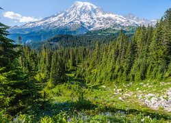 Stany Zjednoczone, Waszyngton, Park Narodowy Mount Rainier, Stratowulkan Mount Rainier, Drzewa, Łąka, Kwiaty, Kamienie, Góry