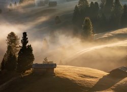 Drzewa i szopy na wzgórzach w porannej mgle