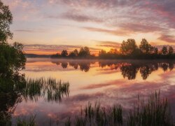 Drzewa i szuwary nad jeziorem o zachodzie słońca