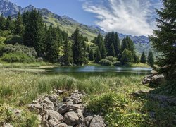 Drzewa i szuwary nad jeziorem w Alpach