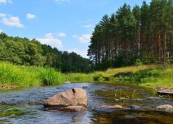 Drzewa i trawa nad rzeką