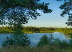 Drzewa i trawy dookoła jeziora