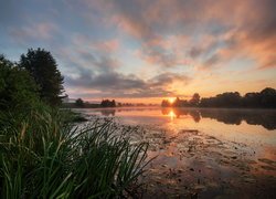Drzewa i trawy nad rzeką w porannym słońcu
