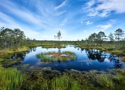 Drzewa i trawy nad stawem