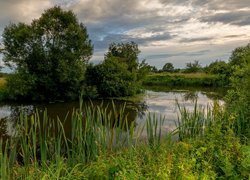 Drzewa i trzciny nad rzeką
