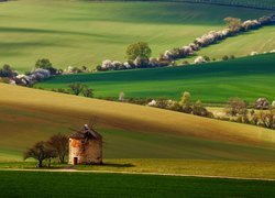 Drzewa i wiatrak na polach Południowych Moraw