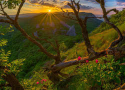 Ukraina, Góry Krymskie, Promienie słońca, Drzewa, Kwiatki