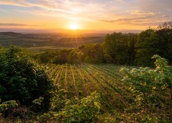 Drzewa i winnice w promieniach wschodzącego słońca