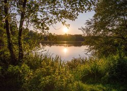 Drzewa i zarośla nad jeziorem w promieniach słońca