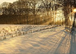Drzewa i zasypane śniegiem pole w promieniach słońca