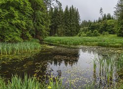 Drzewa i zielone trawy obok stawu