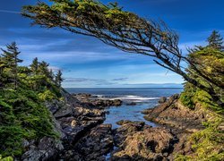 Drzewa iglaste na skalistym wybrzeżu morza