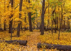 Drzewa jesienią w lesie