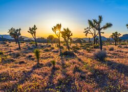 Wschód słońca, Drzewa Jozuego, Kwiaty, Park Narodowy Joshua Tree, Kalifornia, Stany Zjednoczone