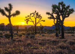 Stany Zjednoczone, Kalifornia, Park Narodowy Joshua Tree, Wschód słońca, Drzewa Jozuego, Wzgórza, Trawa