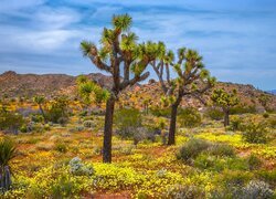 Stany Zjednoczone, Kalifornia, Park Narodowy Joshua Tree, Jukki krótkolistne, Drzewo Jozuego, Roślinność, Wzgórza