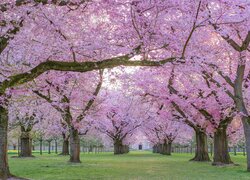 Drzewa kwitnącej wiśni w parku