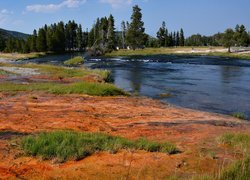 Drzewa, Las, Rzeka, Trawy, Park Narodowy Yellowstone, Stany Zjednoczone