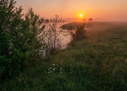 Rzeka, Trawa, Kwiaty, Rumianki, Zachód słońca, Drzewa