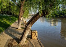 Drzewa na bulwarze nad rzeką