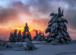 Niemcy, Sauerland, Zima, Zachód słońca, Śnieg, Świerki